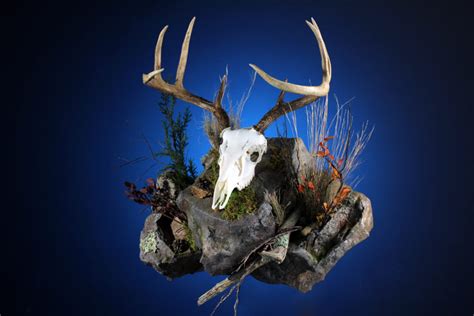 Skull Cleaning Services East Earl Pa Turkey Hill Wildlife