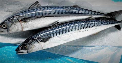 Скумбрия Разновидность Фото — Картинки фотографии