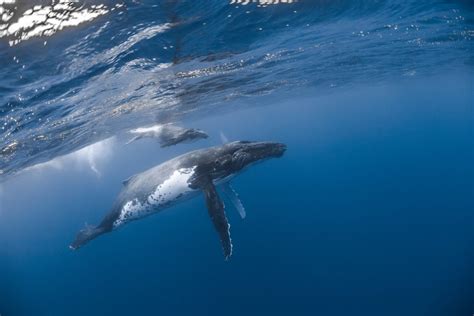 Baby Whales - How Big Are They Really? | Next Level Sailing