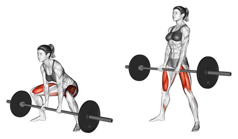 Muscles Used To Deadlift 5 Main Muscle Groups Inspire Us