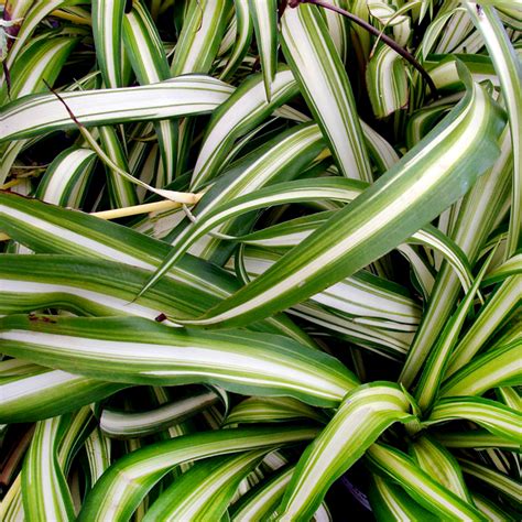 Хлорофитум (Chlorophytum) белый с зеленым - Рассада цветов и овощей.