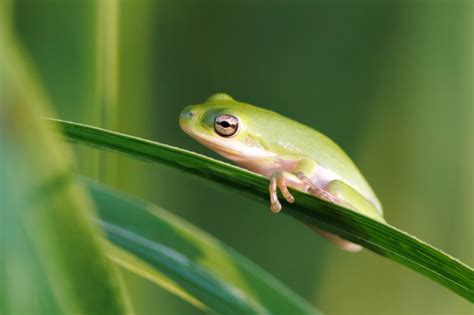 Green Tree Frogs Are They Safe To Touch Steve Creek Wildlife