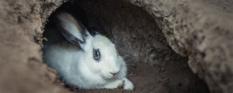 Кроличья Нора | 202? | Кроличья Нора - летнее выездное мероприятие по ...