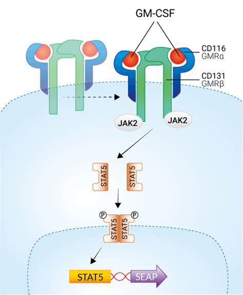 Gm Csf Reporter Cells Hgm Csf Cell Based Assay Invivogen