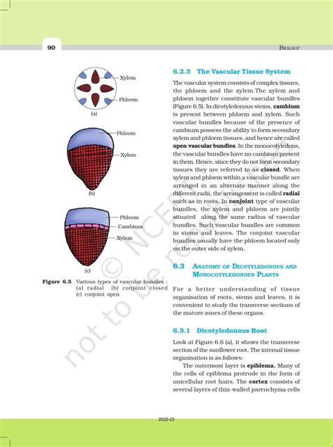 Ncert Book For Class 11 Biology Chapter 6 Anatomy Of Flowering