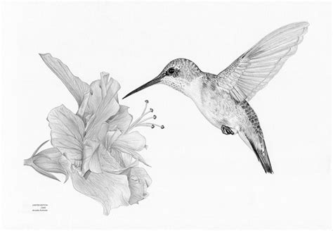 Hummingbird And Flower Drawing