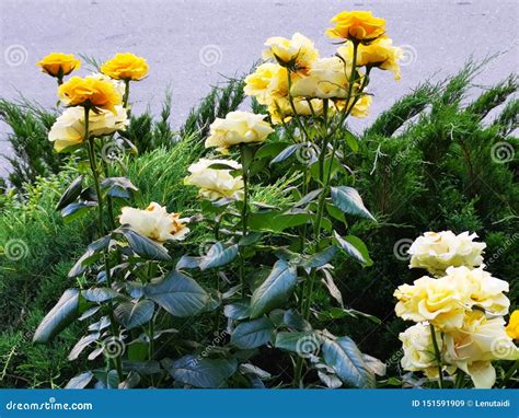 Yellow roses in the garden stock image. Image of green - 151591909