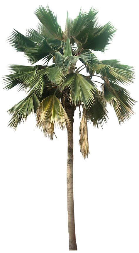 Transparent Palm Tree Great Looking Desert Plants Png Image 43077