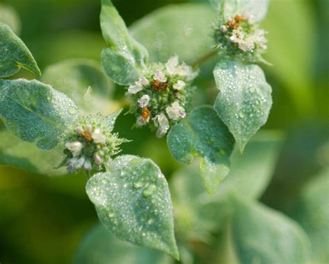 grow  mountain mint plant