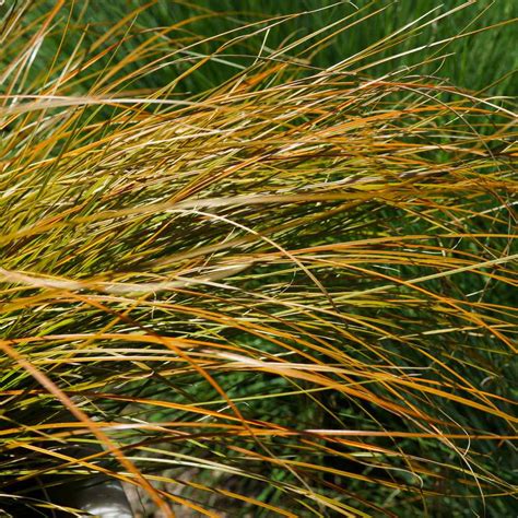 Carex Seed - Orange Sedge Ornamental Grass Seeds