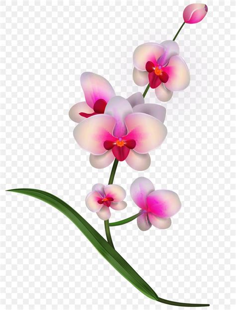 Cattleya Orchids Clip Art PNG 3097x4076px Orchids Blog Cattleya