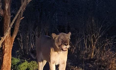 Three Lions Caught In Marloth Park Lowvelder