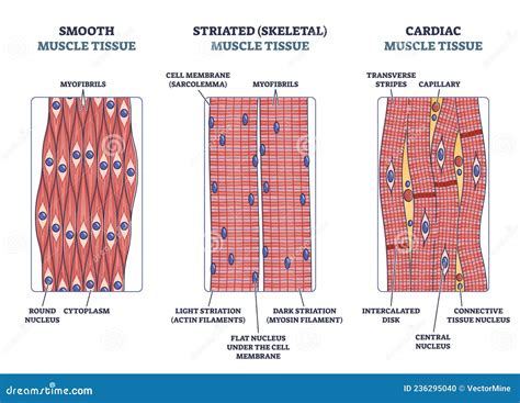 Muscle Tissue with Smooth, Striated and Cardiac Examples Outline ...