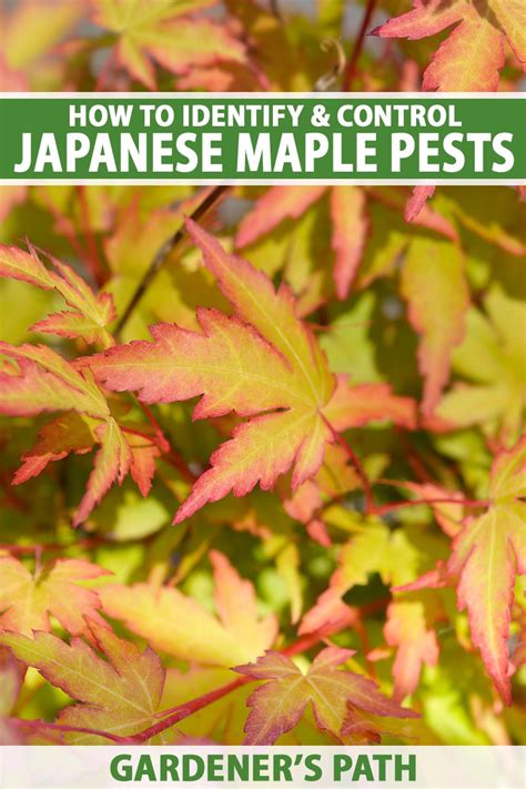 How to Identify and Control Japanese Maple Pests | Gardener’s Path