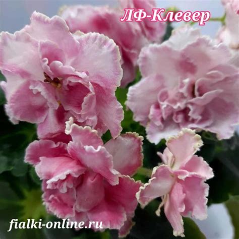ЛФ-Клевер >фото и описание сорта > купить > Фиалки online