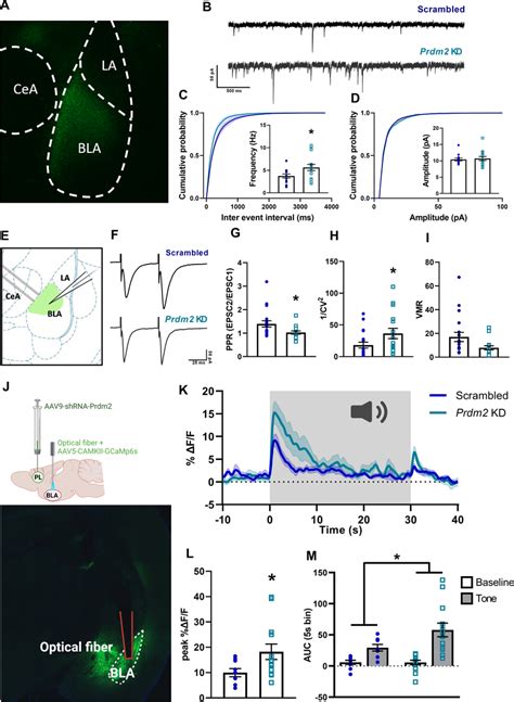 Prdm Knock Down Kd In The Dmpfc Increases Glutamate Release