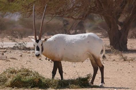 Arabian Oryx | The Animal Facts | Appearance, Diet, Habitat, Behavior