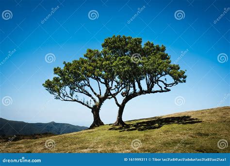 Rbol De Cedro Antiguo Bosque Anal Con Espacio Para Copiar Durante Un D A Soleado Imagen De