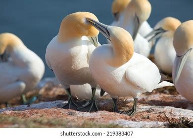 Couple Pair White Gannet Bird Sitting Stock Photo 734241376 Shutterstock