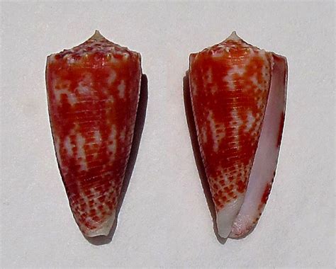 Conus Phasmoconus Marielae Rehder And Wilson 1975