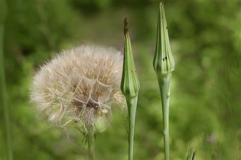 Big Goatee Tragopogon Fruit Stand Free Photo On Pixabay Pixabay
