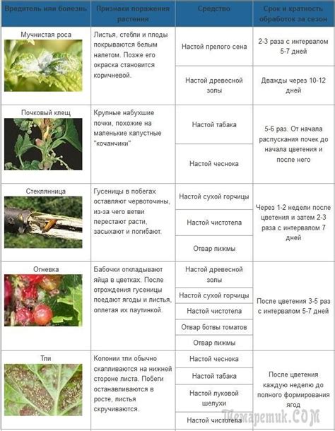 Стеклянница на смородине: вред, признаки наличия, методы борьбы ...
