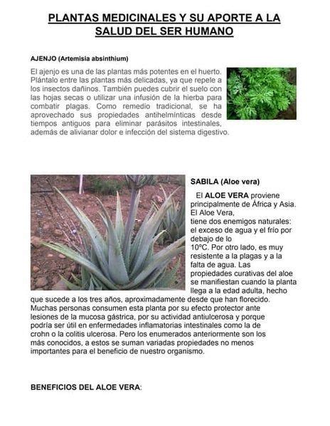 Clasificación de las plantas según su utilidad