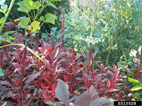 Pigweed Genus Amaranthus L