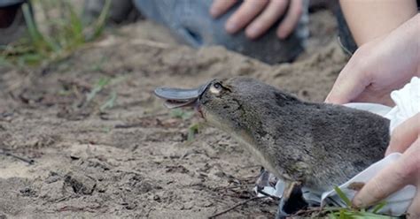 The platypus returns to Australian national park after half a century