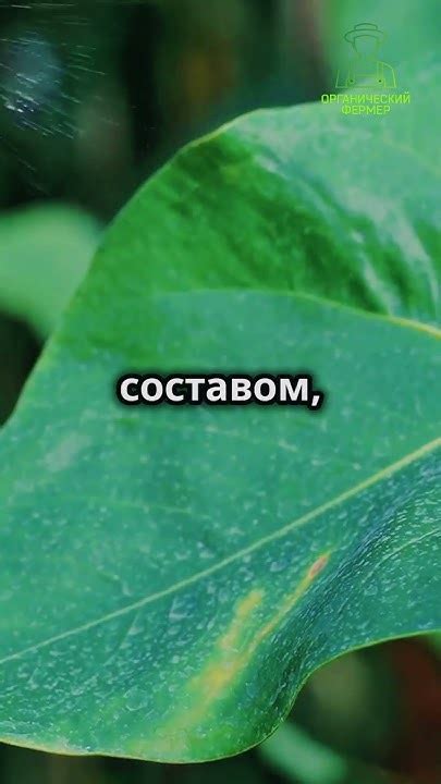 Подкормка магнием растений #подкормка #растений #магний #сад #дача # ...