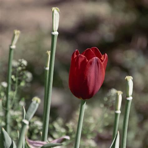 Tulip Spring Red Free Photo On Pixabay Pixabay