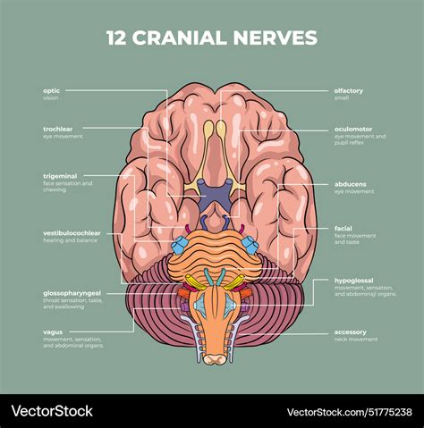 Cranial Nerves Diagram Royalty Free Vector Image