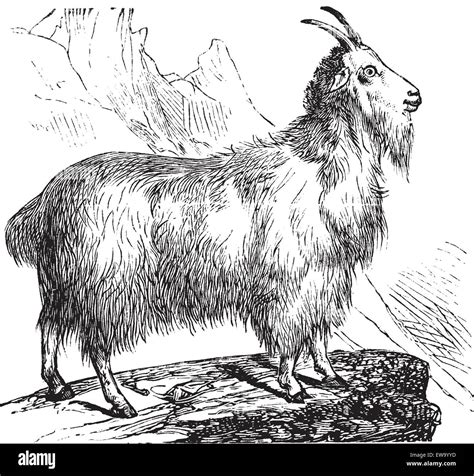 Wild Goat Or Capra Aegagrus Vintage Engraving Old Engraved