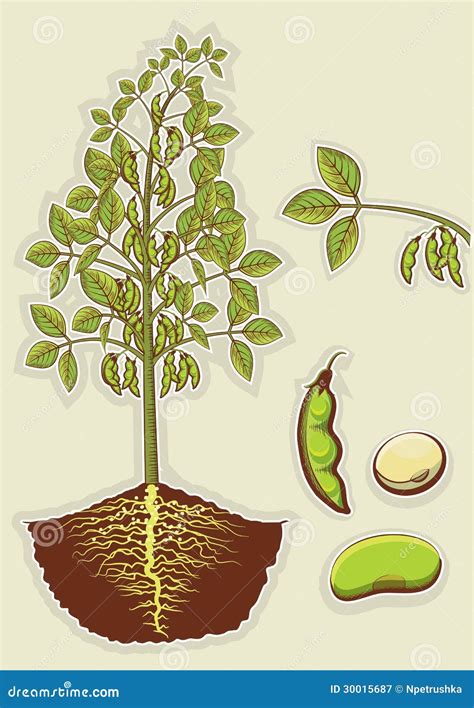 Soybean Plantvector Green Illustration Isolated F Stock Vector