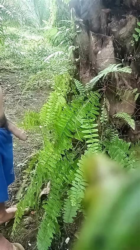 Big Dick In The Palm Garden Indonesian Gay Amateur Amateur Porn By FapHouse XHamster