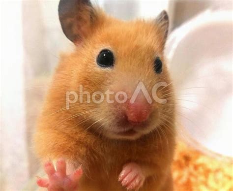 Kinkuma Hamster Staring At 04 4571414 Free Download Photoac