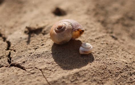 Erde Schnecken Kostenloses Foto Auf Pixabay Pixabay