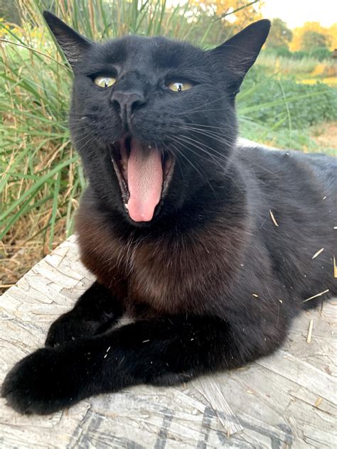 This face reminds me kind of the coughing cat meme. Is it considered