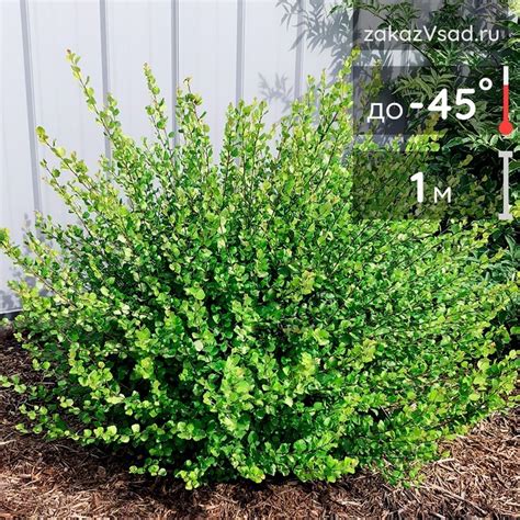 Береза карликовая нана - купить с доставкой из питомника