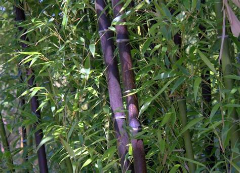 Черный Бамбук Phyllostachys Nigra
