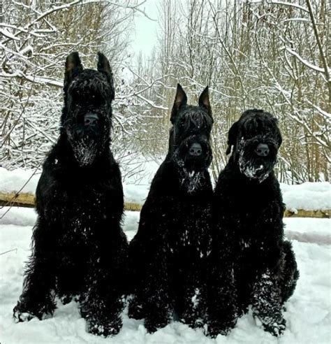 Giant Schnauzer Size Comparison