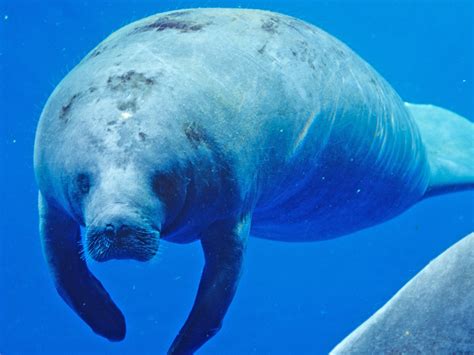 West African Manatee