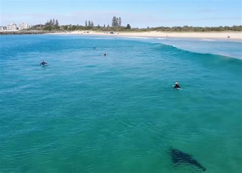 New Smyrna Beach Fl Dads Drone Captures Images Of Shark Swimming