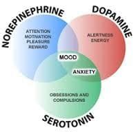 Neurotransmitter Imbalances And Chronic Diseases Nourishdoc