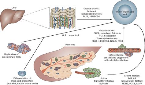 Stem Cell Therapy For Type 1 Diabetes Mellitus Semantic Scholar