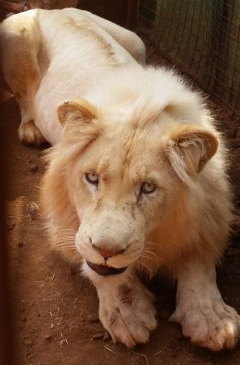 Fury Over Rare White Lion Being Auctioned Off To Be Shot By Trophy