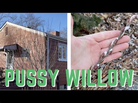 Taming An Overgrowing Pussy Willow YouTube