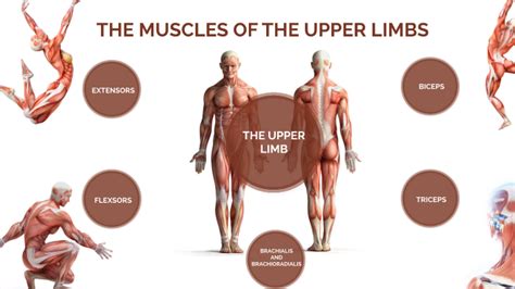 the muscles of the upper limbs by gloria dyrmishi on Prezi