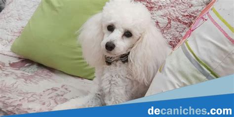 Perritos French Poodle Mini Toy En Guadalajara Wow Blog