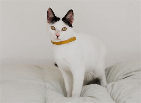 Нужен ли коту ошейник? Если да, то какой вид выбрать?